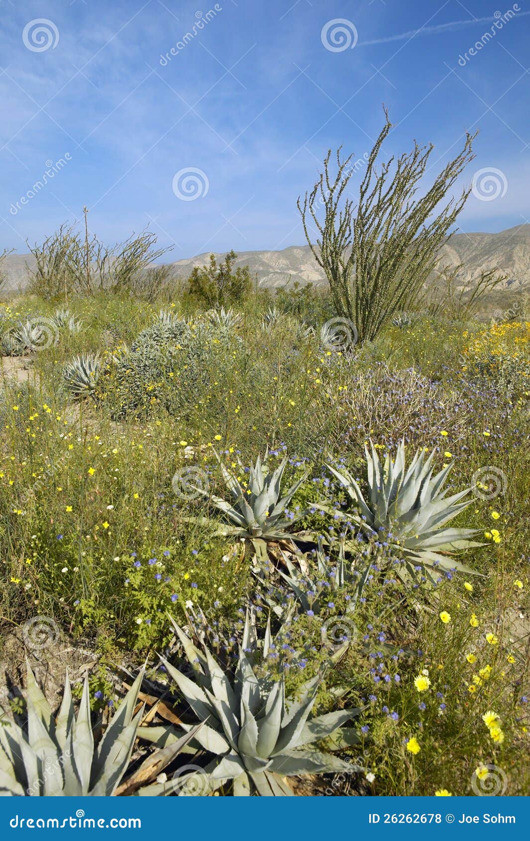 ocotillo blossoms in springtime desert