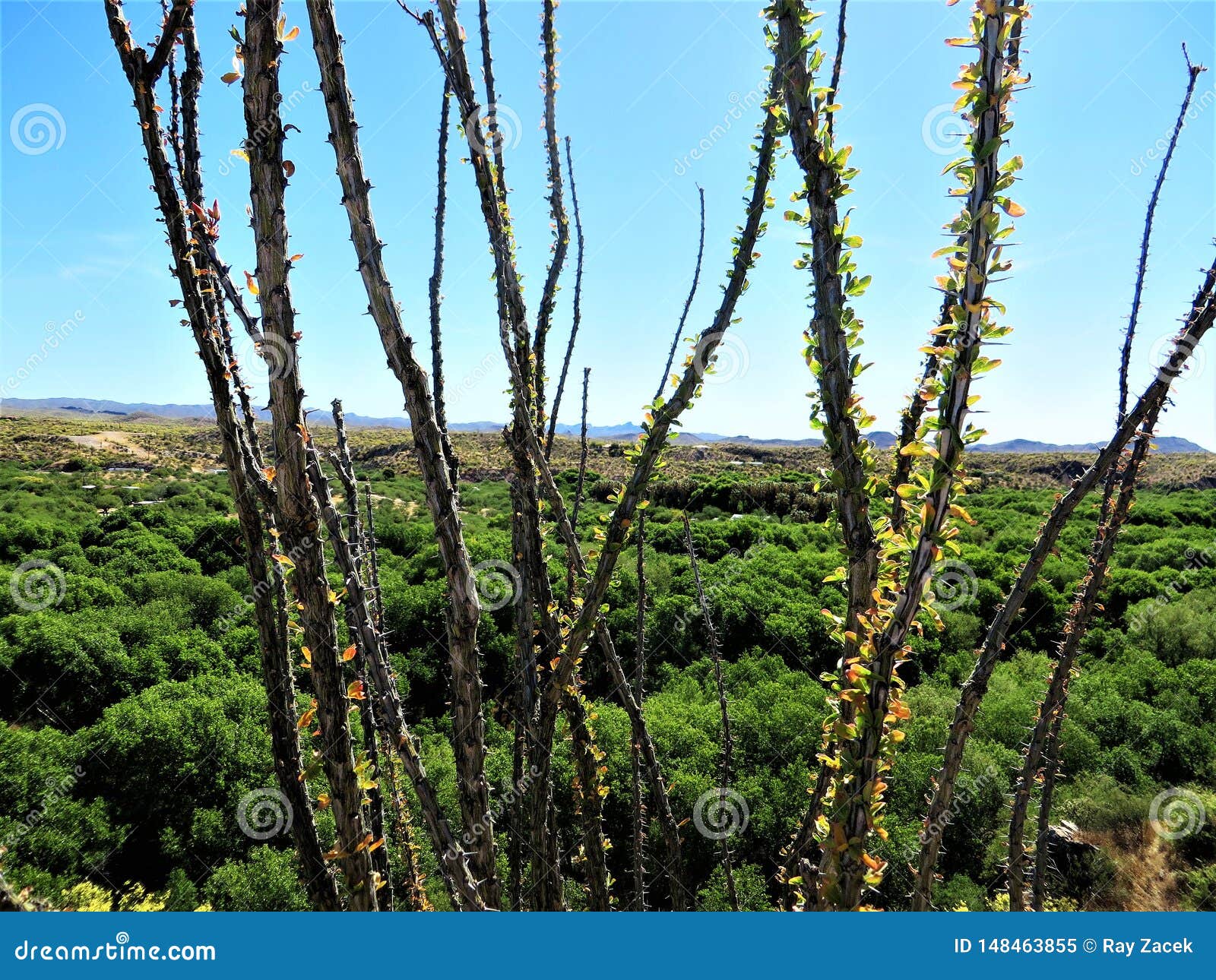 ocotillo branches, arizona