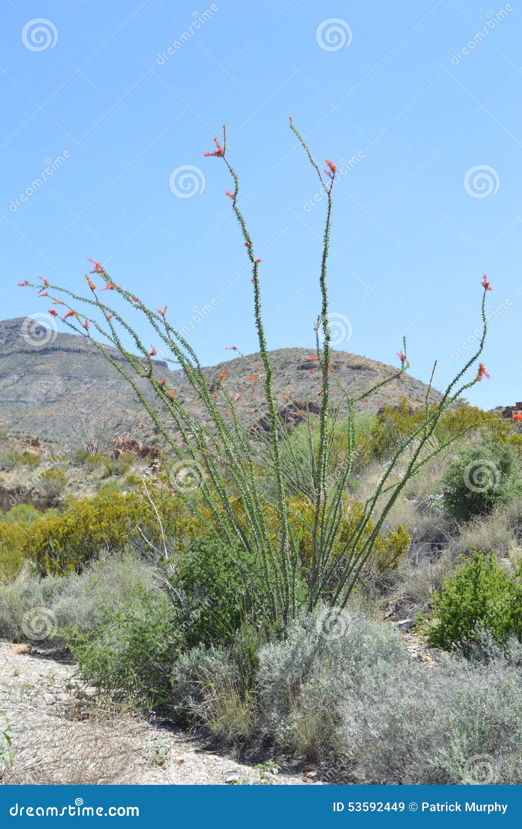 ocotillo cactus in big bend national park