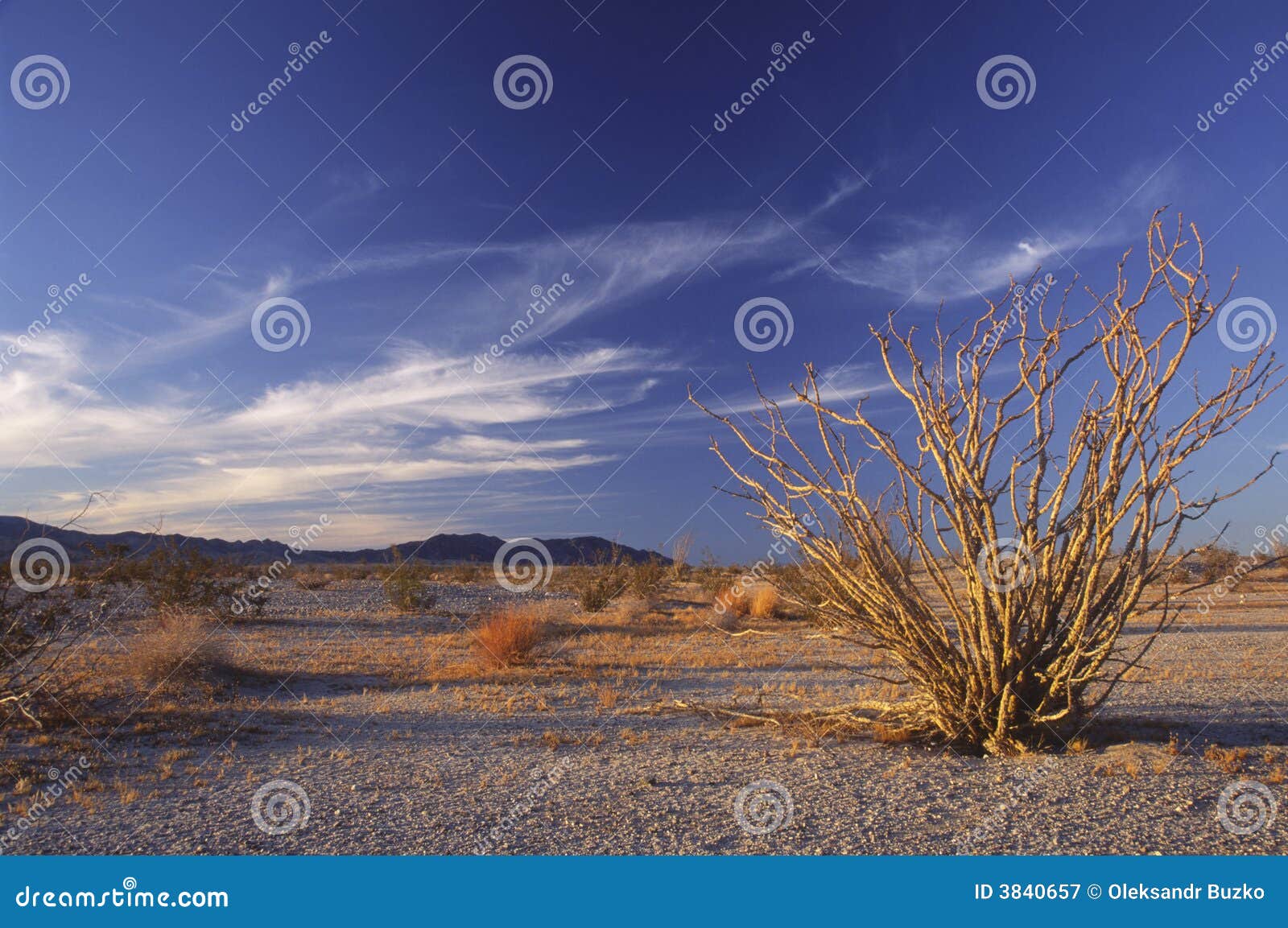 ocotillo cactus in the california desert