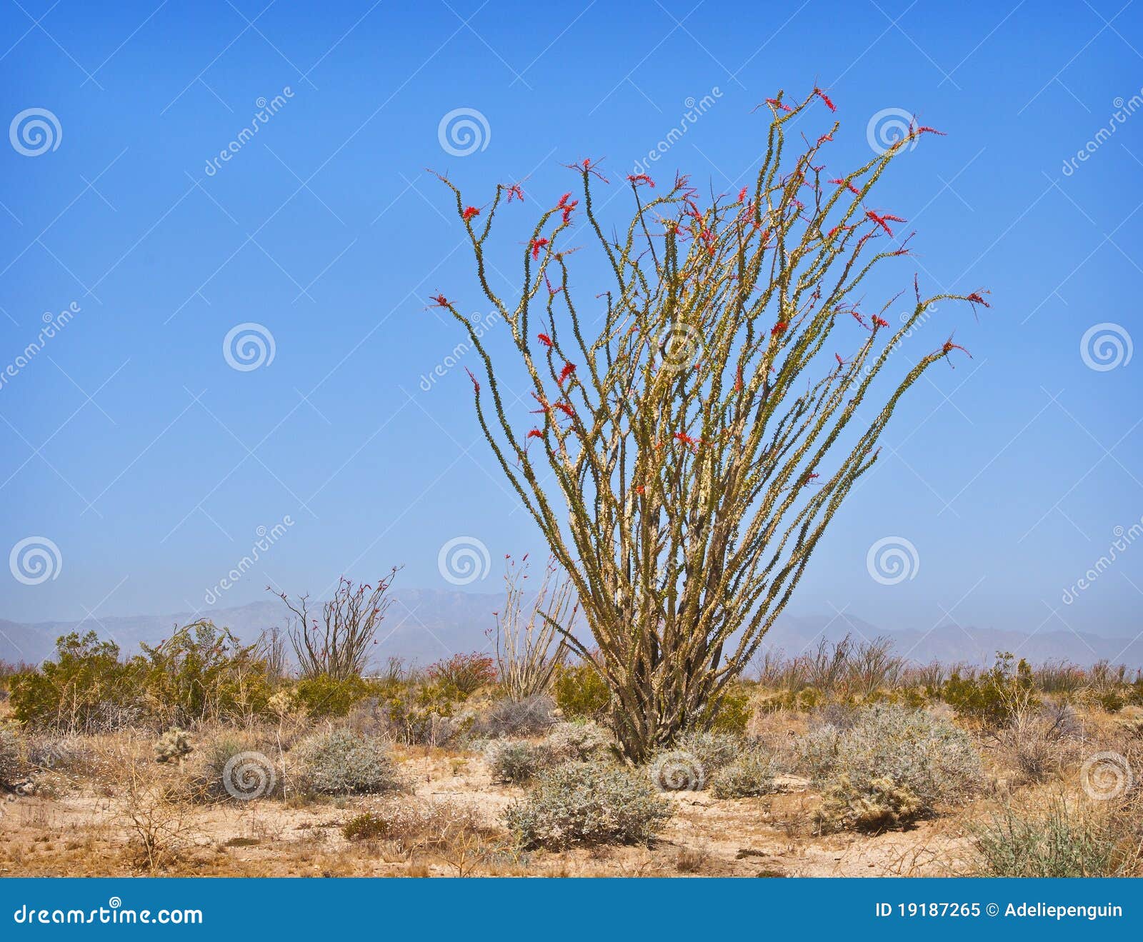 ocotillo in the california desert