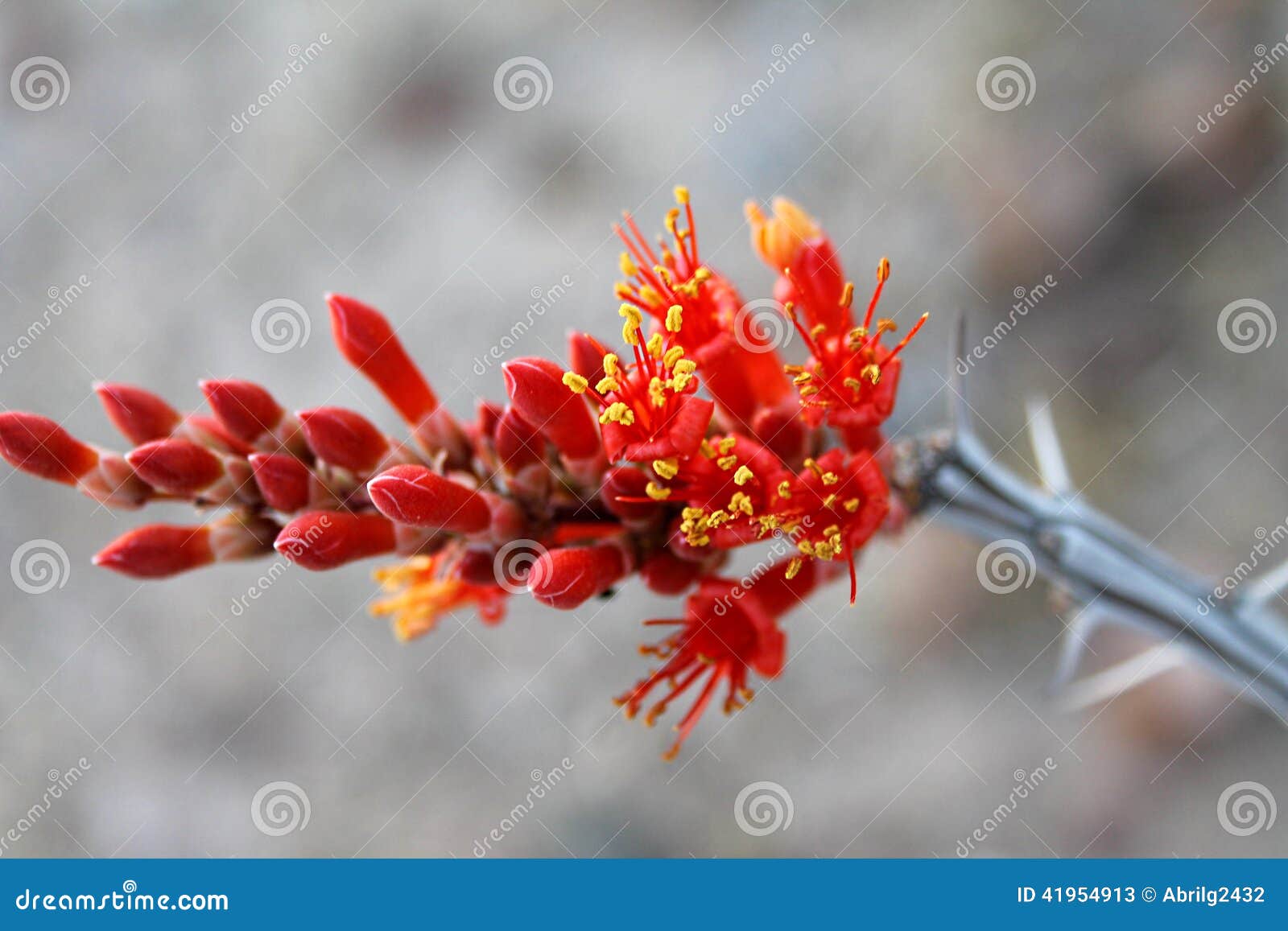 ocotillo crimson bloom