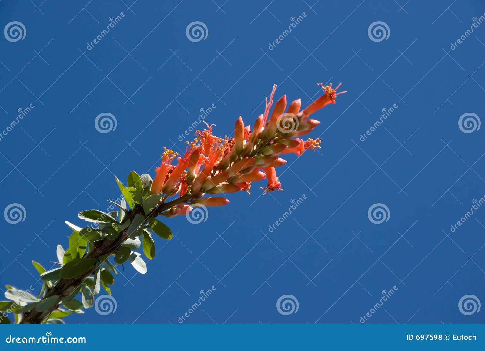 ocotillo flower