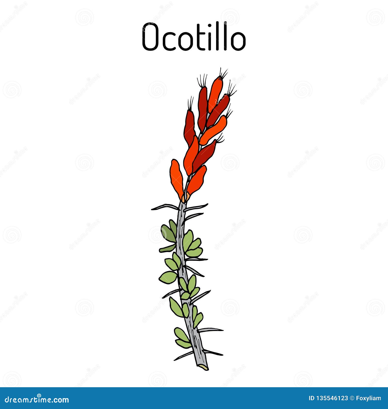ocotillo fouquieria splendens , or coachwhip, candlewood, slimwood, desert coral, jacob cactus, medicinal plant