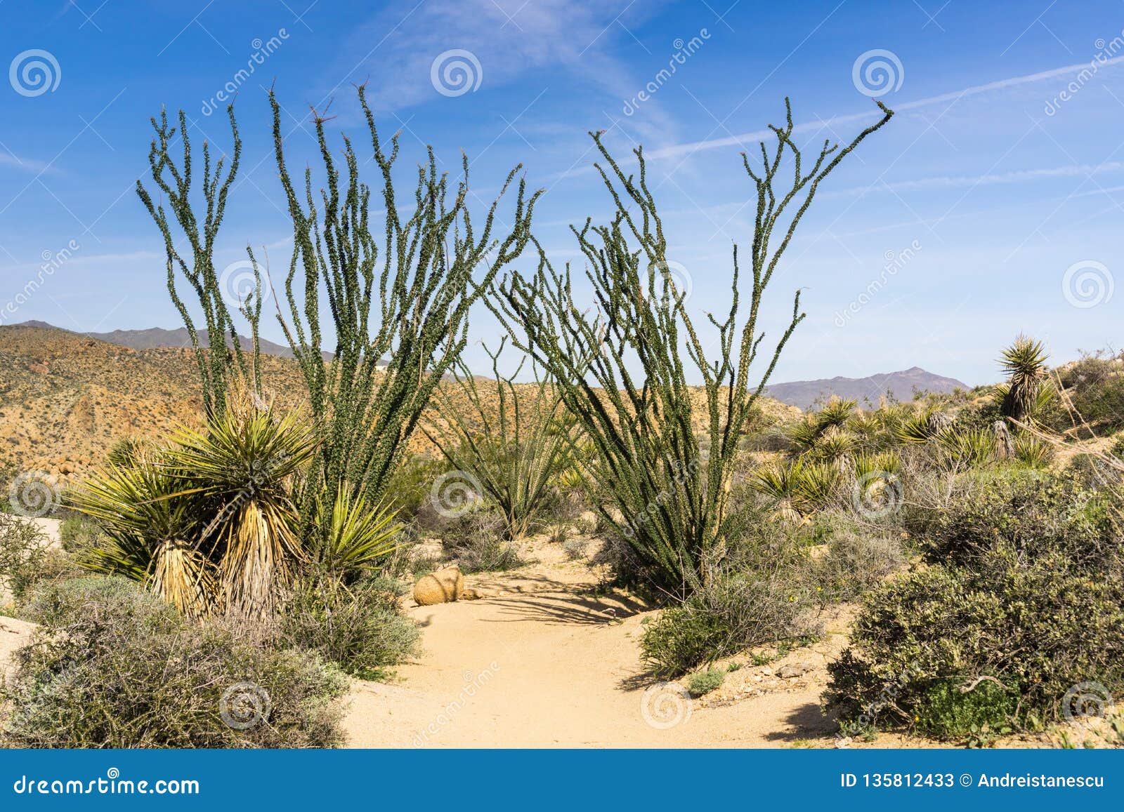 ocotillo fouquieria splendens plants bordering a hiking trail, joshua tree national park, california