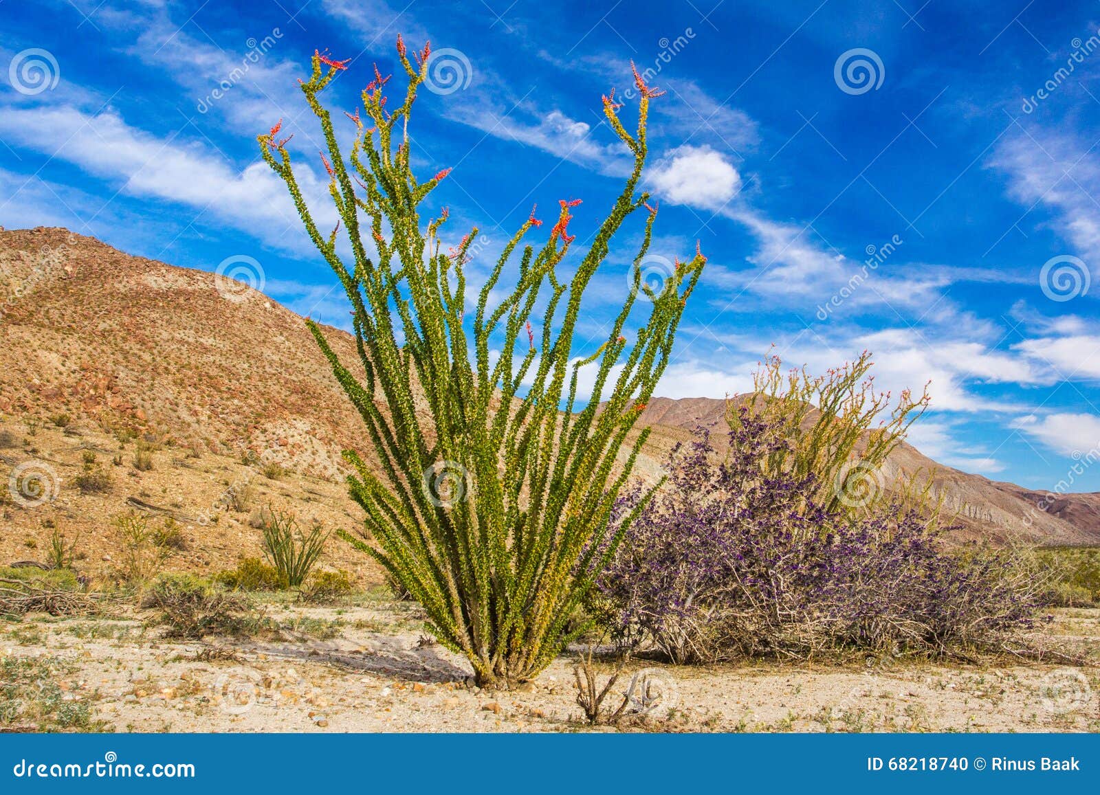 ocotillo plant