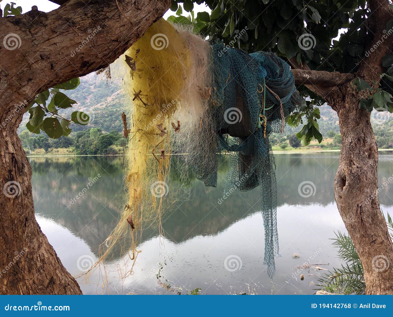 fishing nates dryig on bamboo resting two palash or butea monosperma trees by lake against sky and hills of aravalli range north g