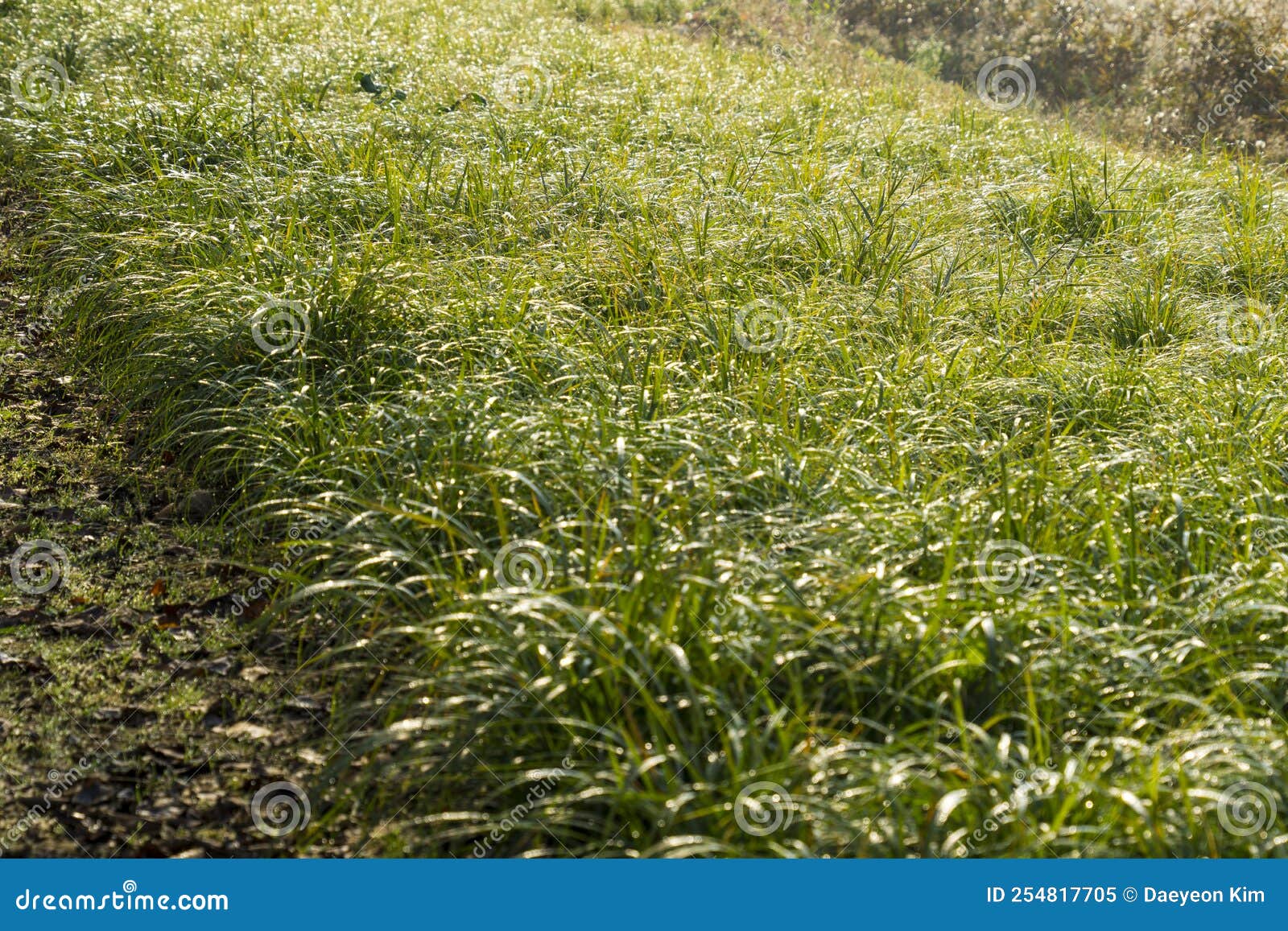 October Autumn Scenery Photos and Grass Leaves Stock Image Image of