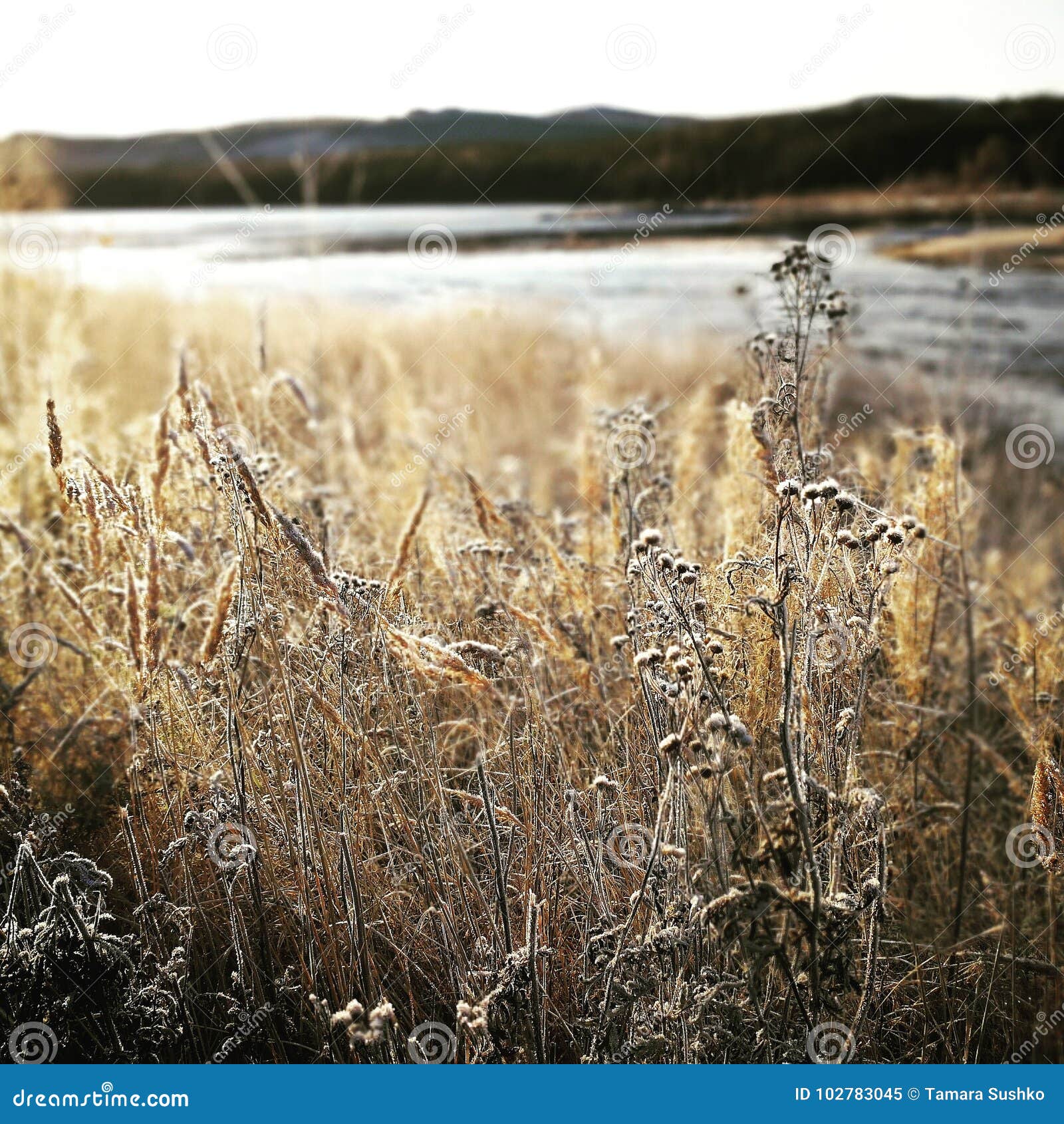 October stock image. Image of lapland, storforsen, swedish 102783045