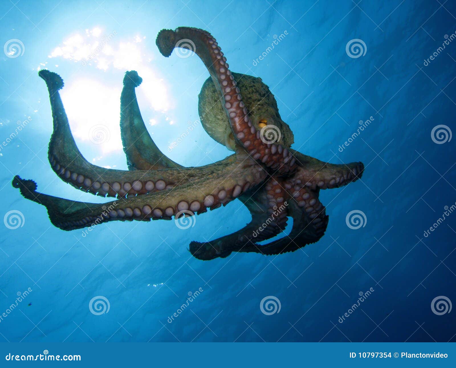 Octopus stock photo. Image of depth, hole, sucker, dark - 10797354 Octopus stock photo. Image of depth, hole, sucker, dark - 10797354