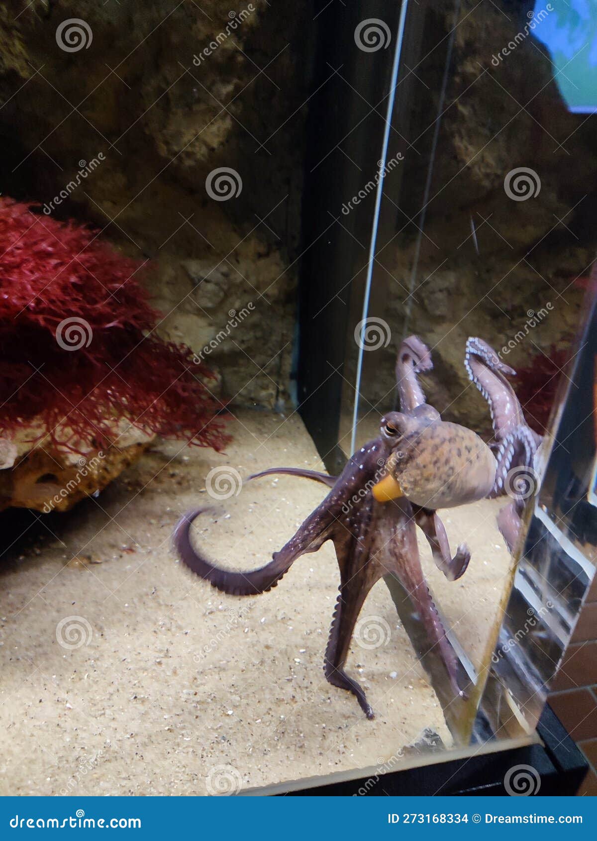 Octopus in Aquarium stock photo. Image of aquarium, octopus 273168334