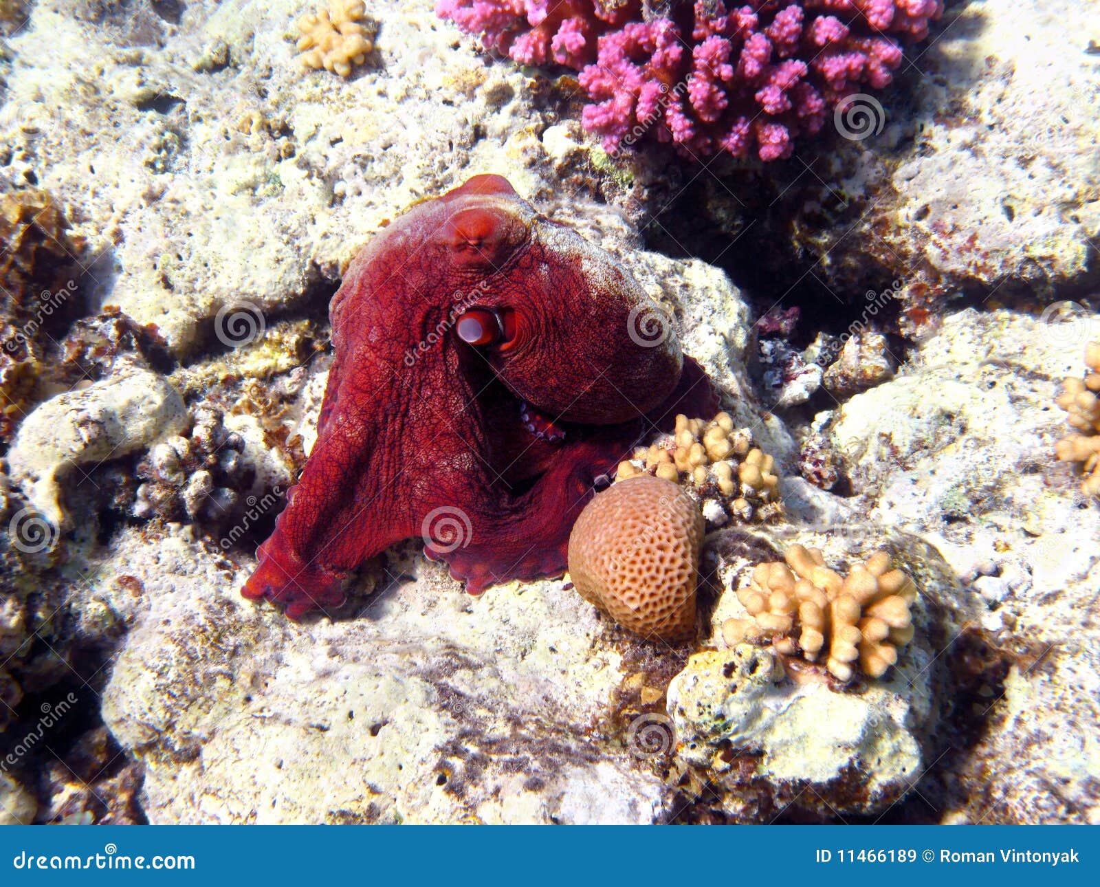Octopus and Coral Reef in Red Sea Stock Image Image of reef, africa