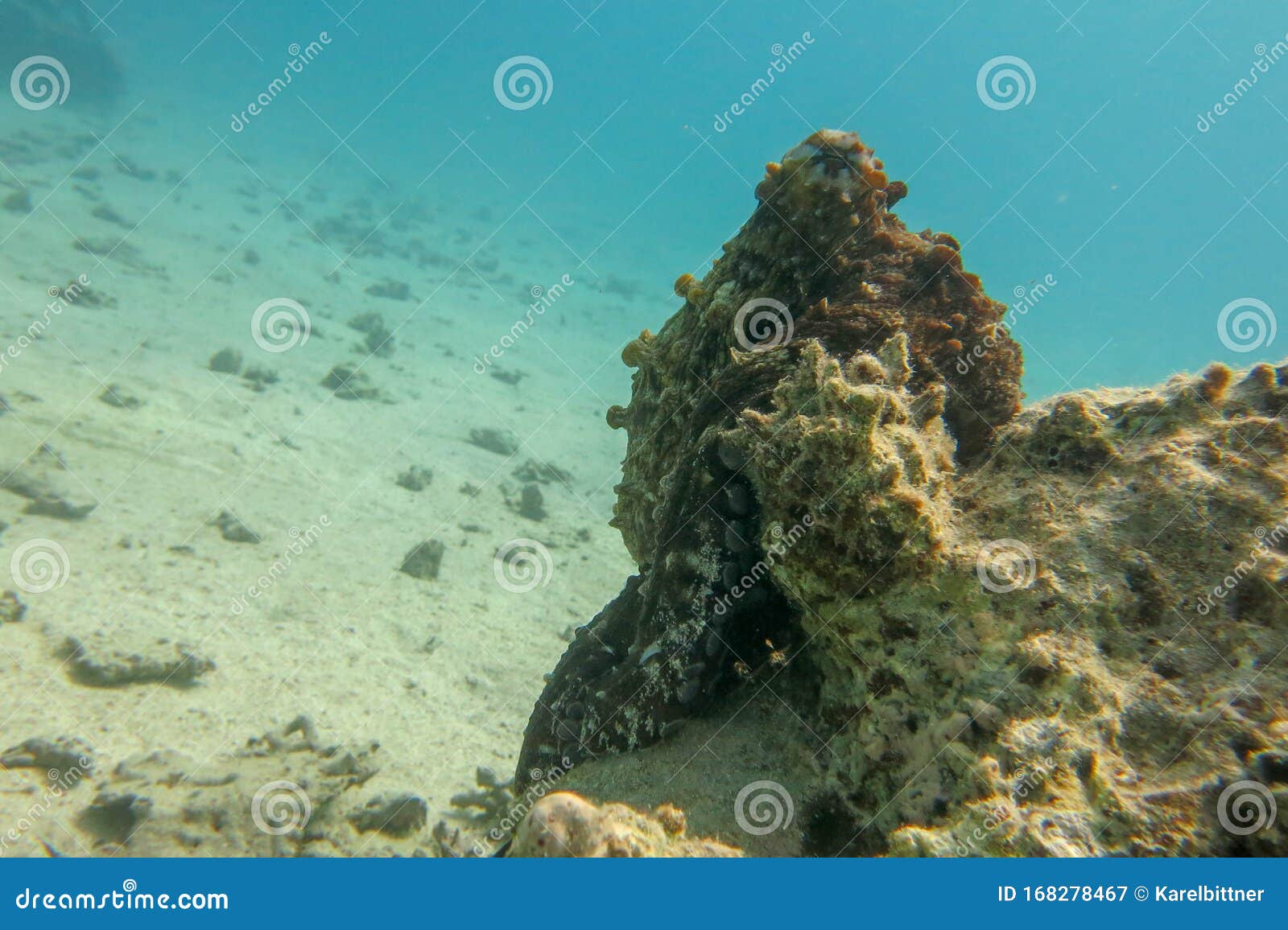 Octopus Cyanea Klettert Eine Koralle Am Meeresgrund Des