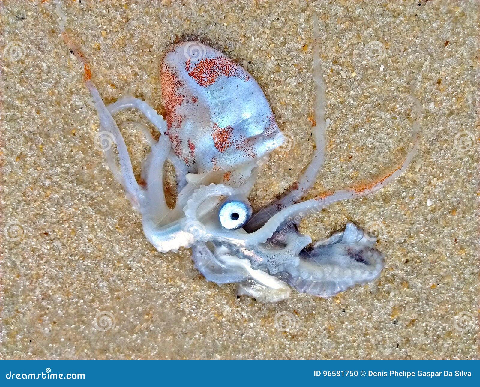 Octopus stock photo. Image of dead, mollusk, invertebrate 96581750