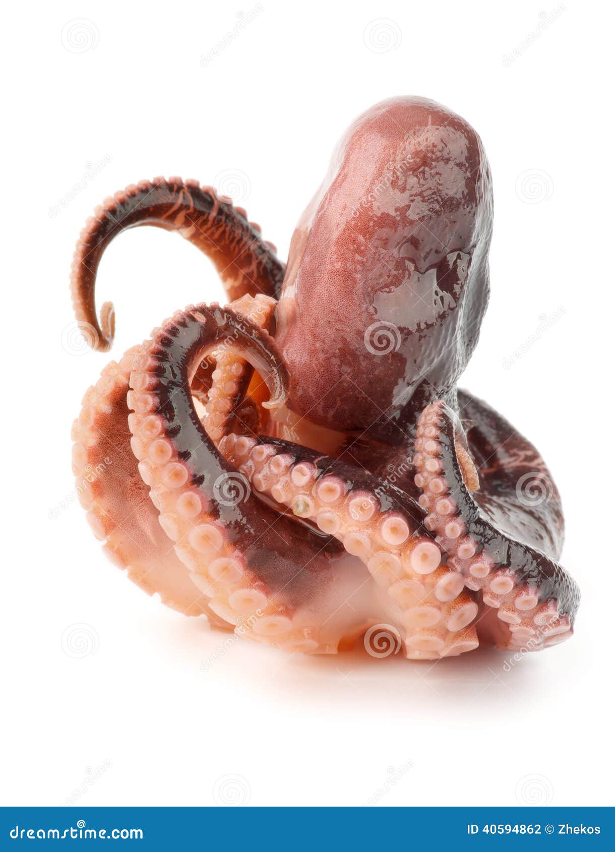 Octopus stock photo. Image of ready, eating, appetizer - 40594862