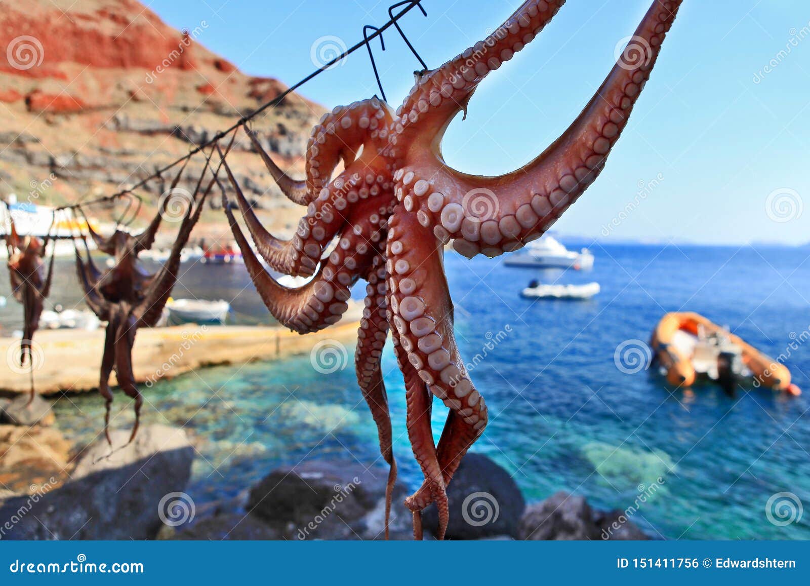 Octopus Drying in Greece Santorini and Light Stock Photo Image of