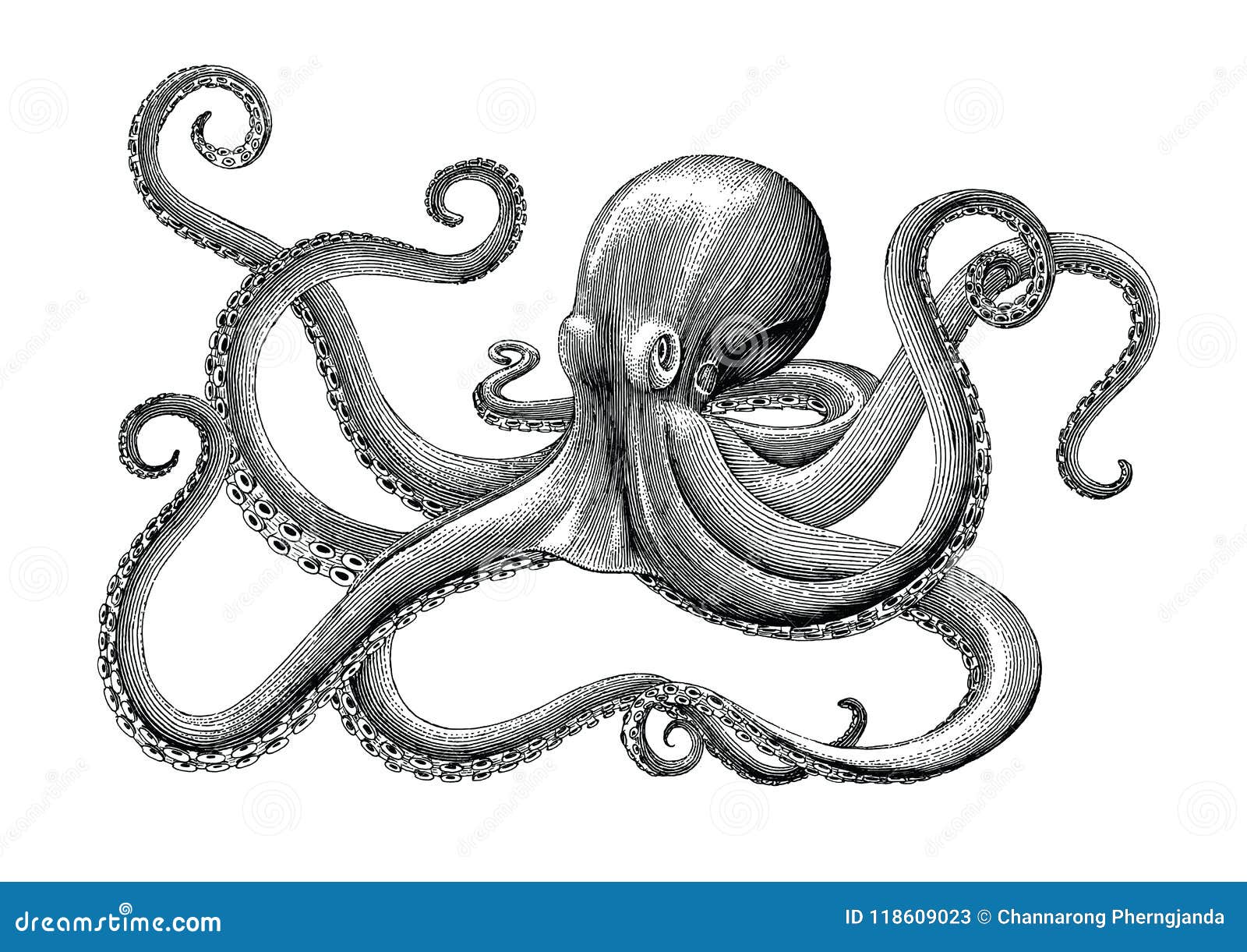 drawings of octopus