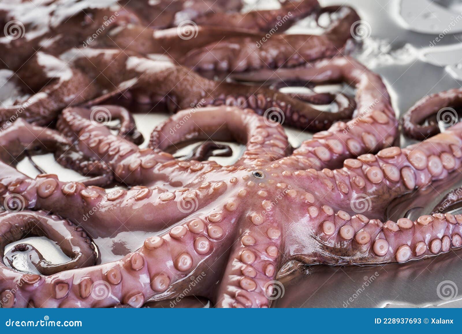 The chef cooks small octopus on a metal frying pan at the