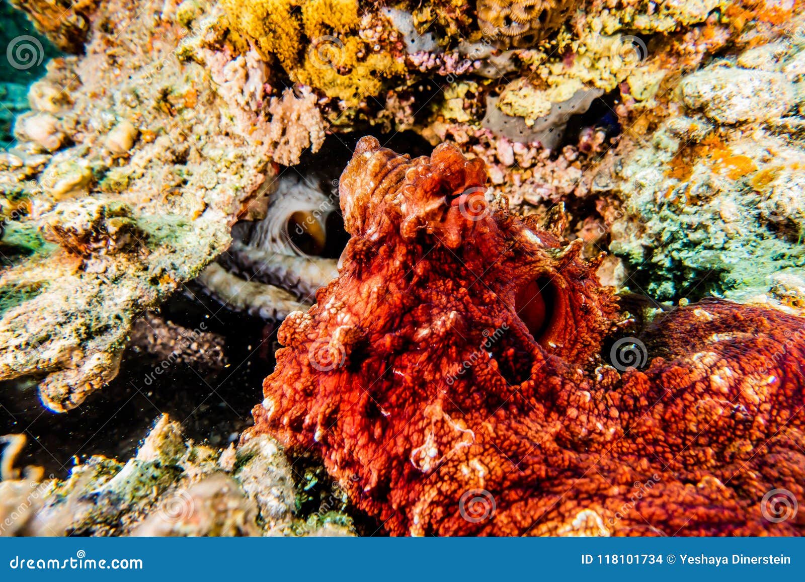 Octopus King of Camouflage in the Red Sea, Eilat Israel Stock Photo ...