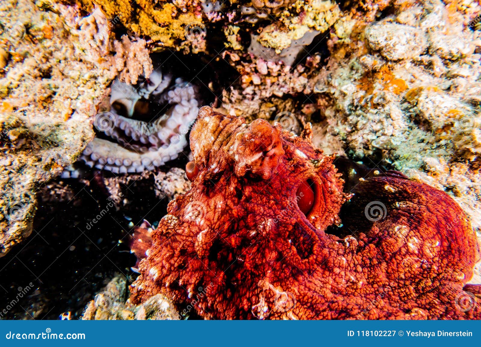 Octopus King of Camouflage in the Red Sea, Eilat Israel Stock Image ...