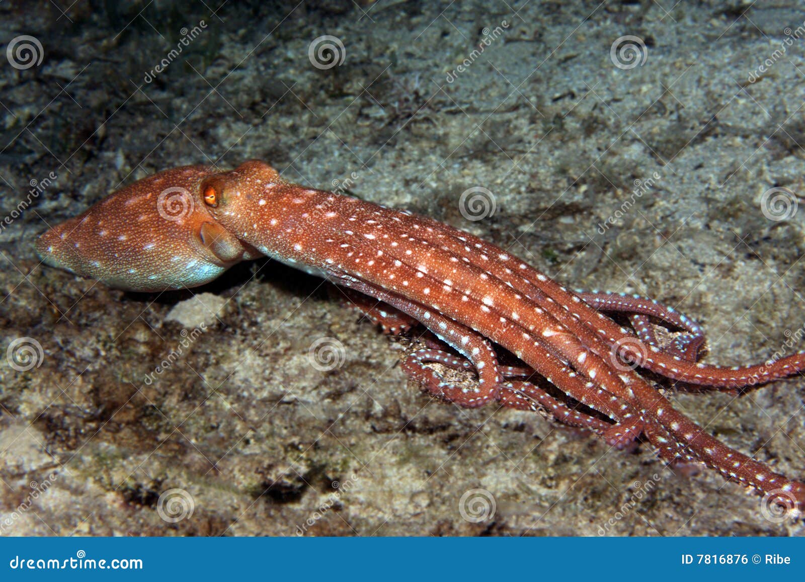 octopus macropus