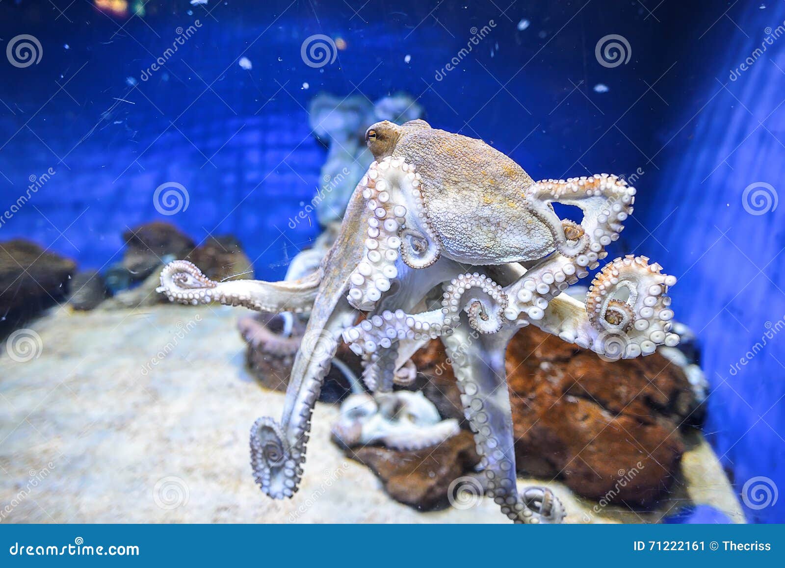 Octopus.Marine Life In The Red Sea. Egypt Stock Photography