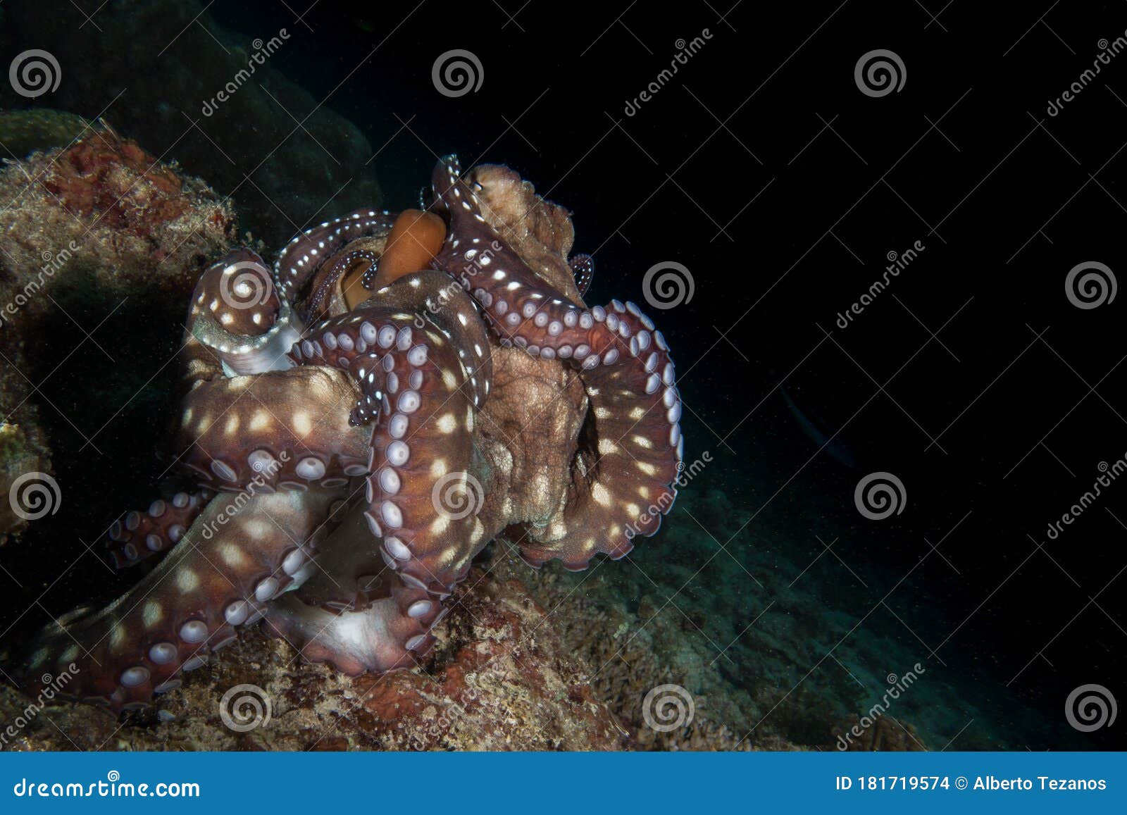 Octopus mating stock photo. Image of indonesia, wildlife - 181719574 Octopus mating stock photo. Image of indonesia, wildlife - 181719574