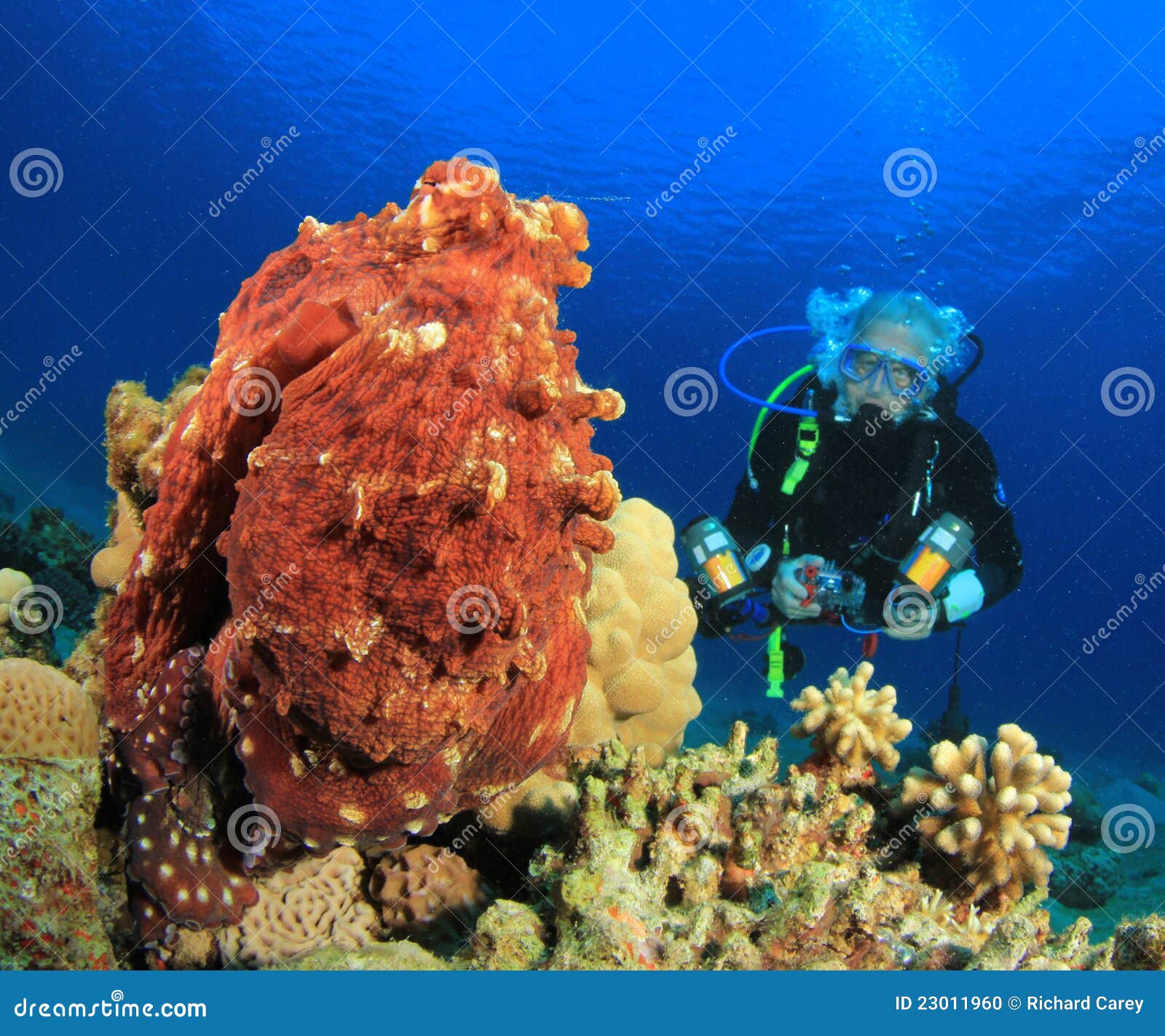 Octopus and Scuba Diver stock photo. Image of cephalopod 23011960