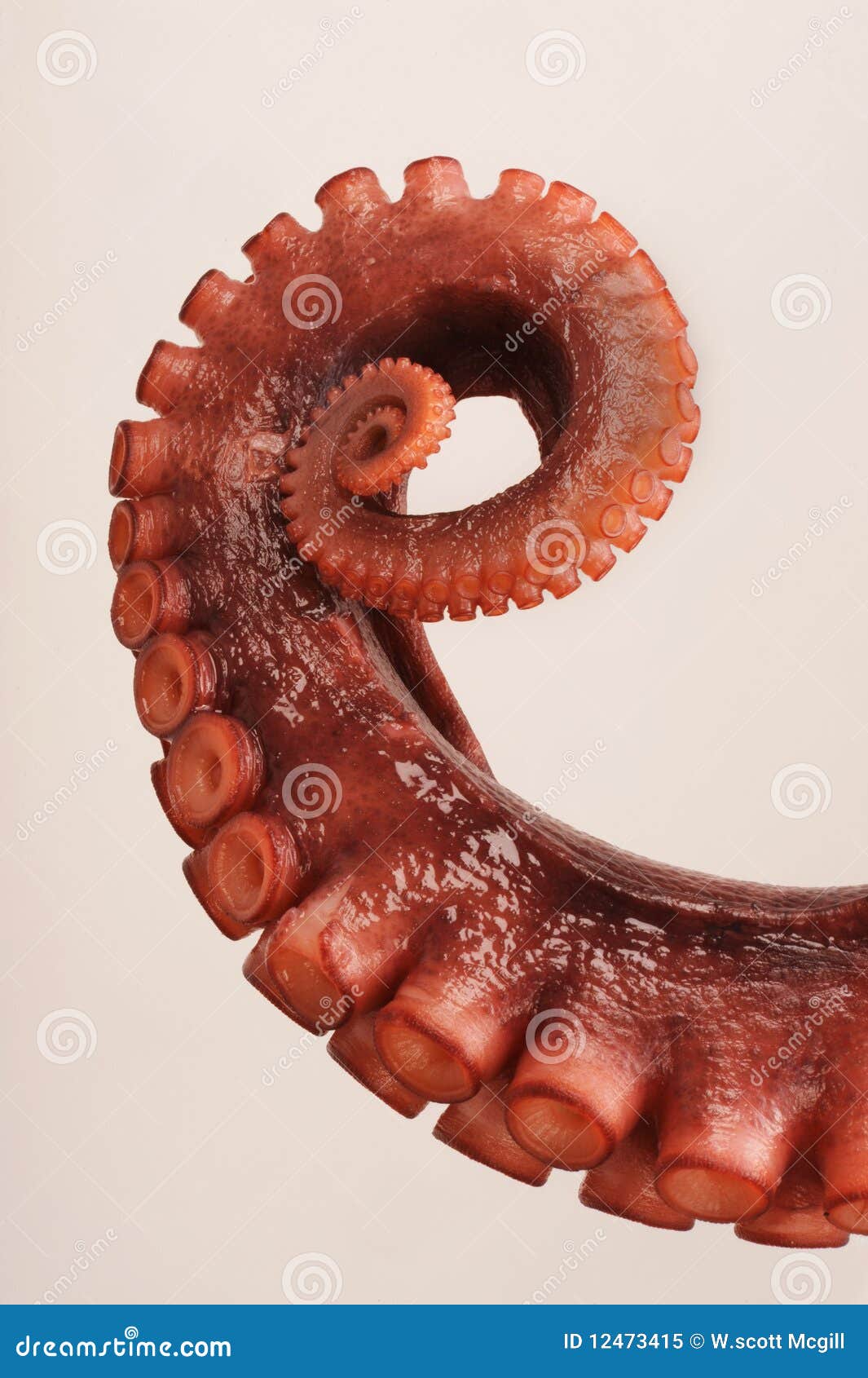 octopus tentacle