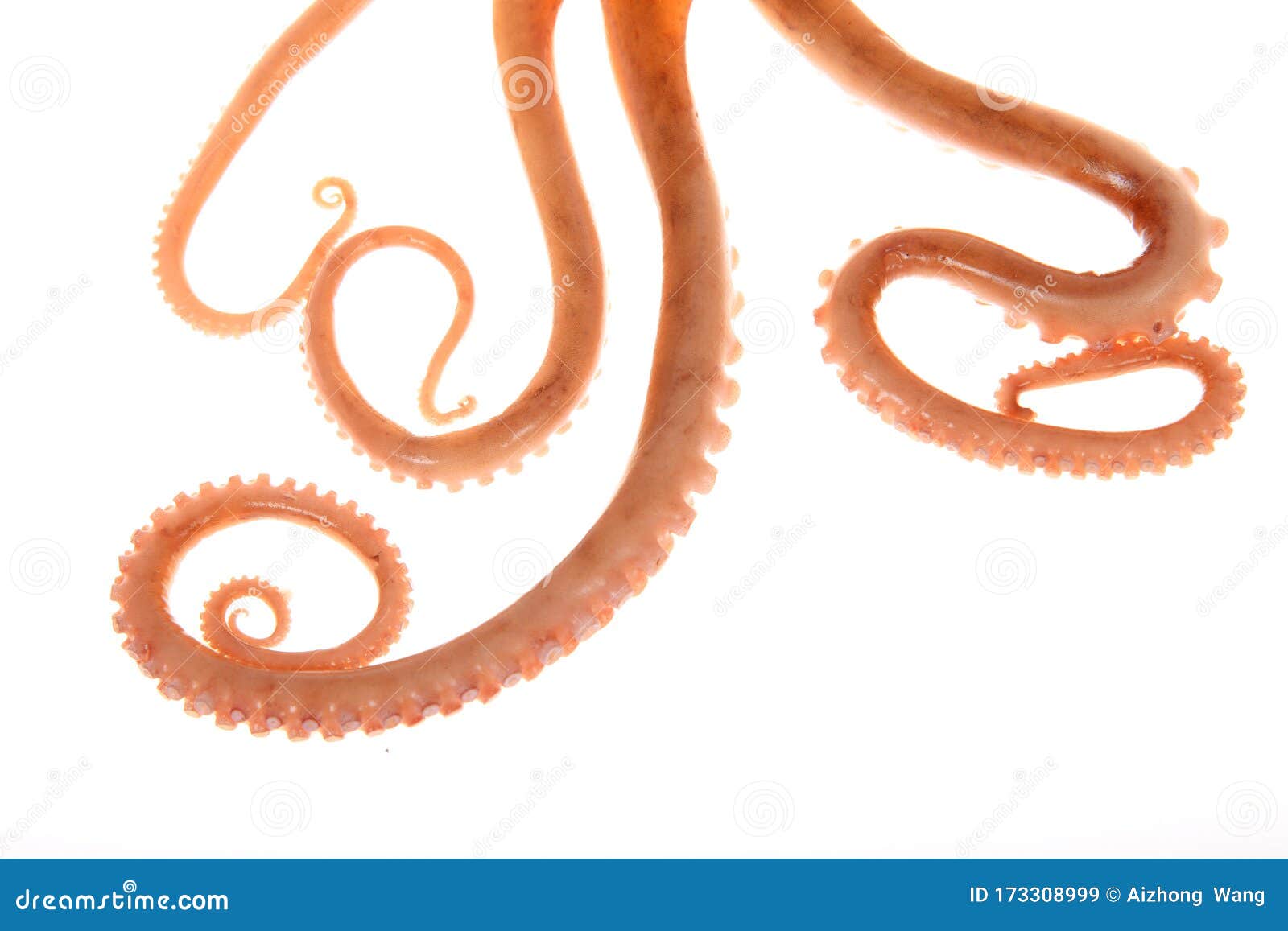 Octopus Tentacles Pan Fried With Herb Dressing RoyaltyFree Stock Photo