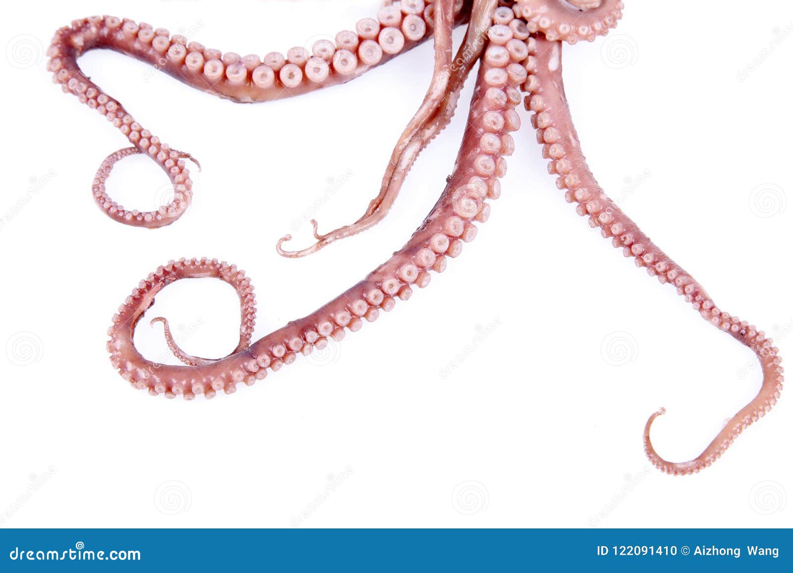 Octopus tentacles stock photo. Image of nutrition, cuisine 122091410