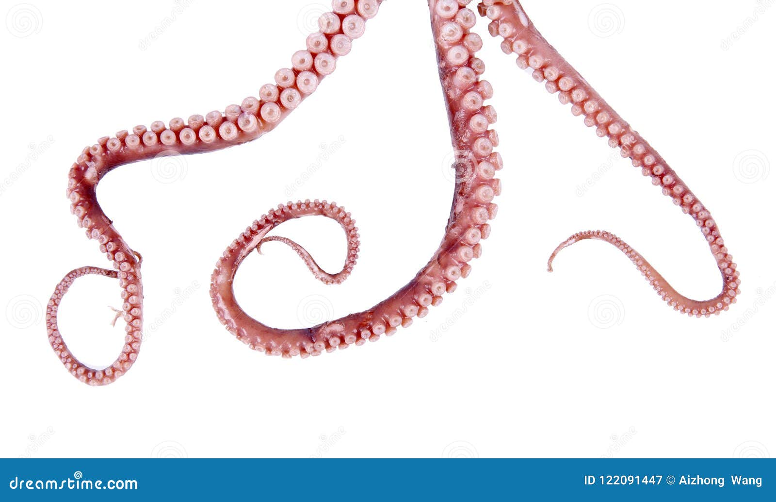 octopus tentacles