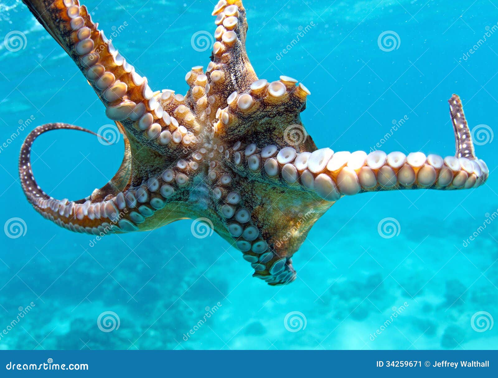 octopus up close