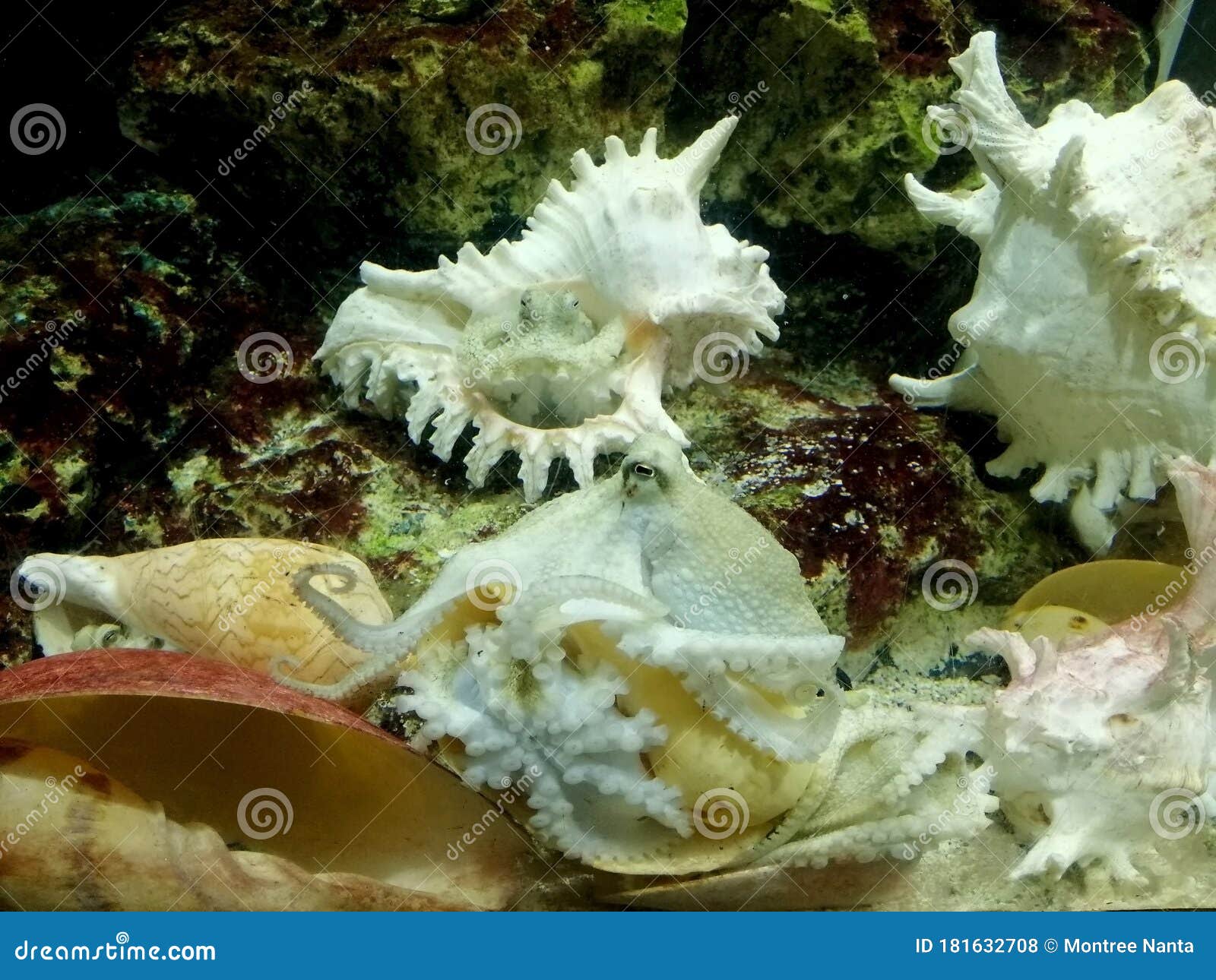 Octopus Live in Shells, Octopus is a Soft-bodied, Eight-limbed Mollusc of the Order Octopoda. Stock Photo - Image of octopuses, diving: 181632708 Octopus Live in Shells, Octopus is a Soft-bodied, Eight-limbed Mollusc of the Order Octopoda. Stock Photo - Image of octopuses, diving: 181632708