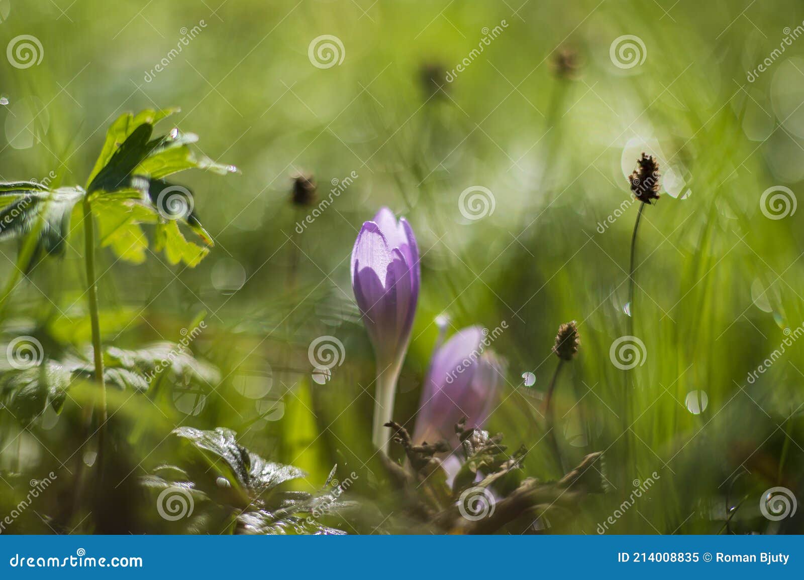 ocun - colchicum - colorful flower in a meadow in green grass. in the background is a forest. the photo has a beautiful bokeh