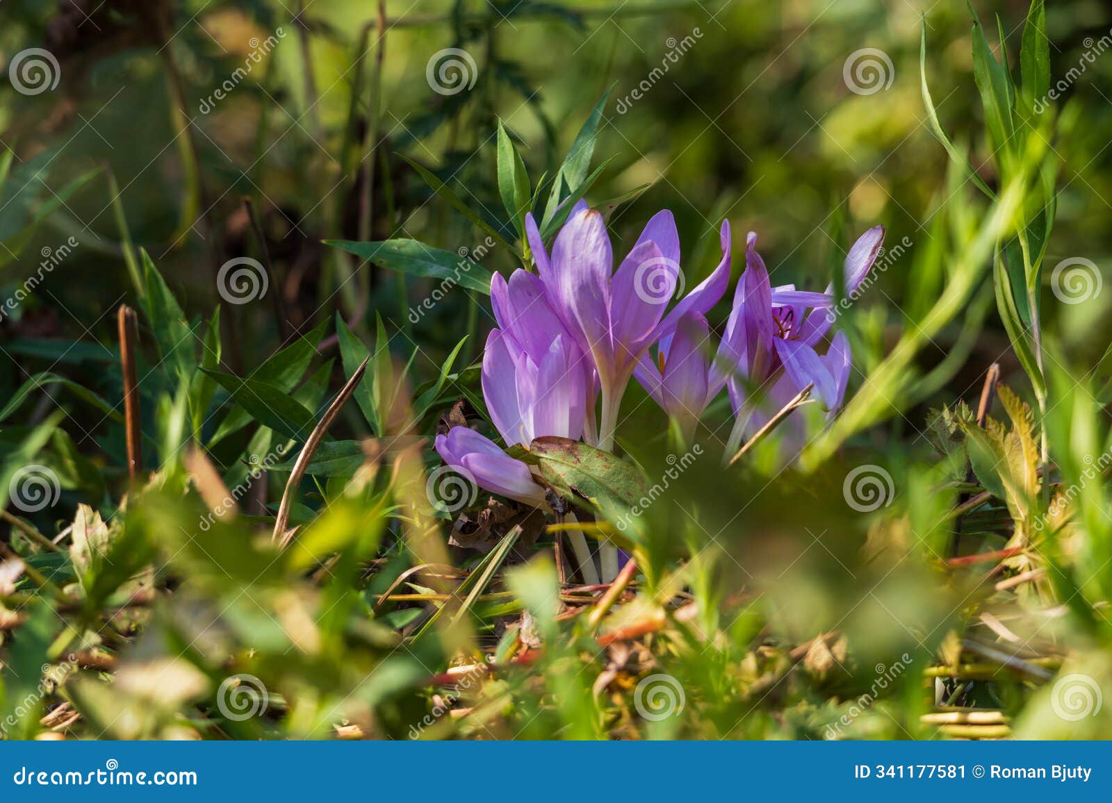 ocun - colchicum - colorful flower in a meadow in green grass. the photo has a beautiful bokeh creat