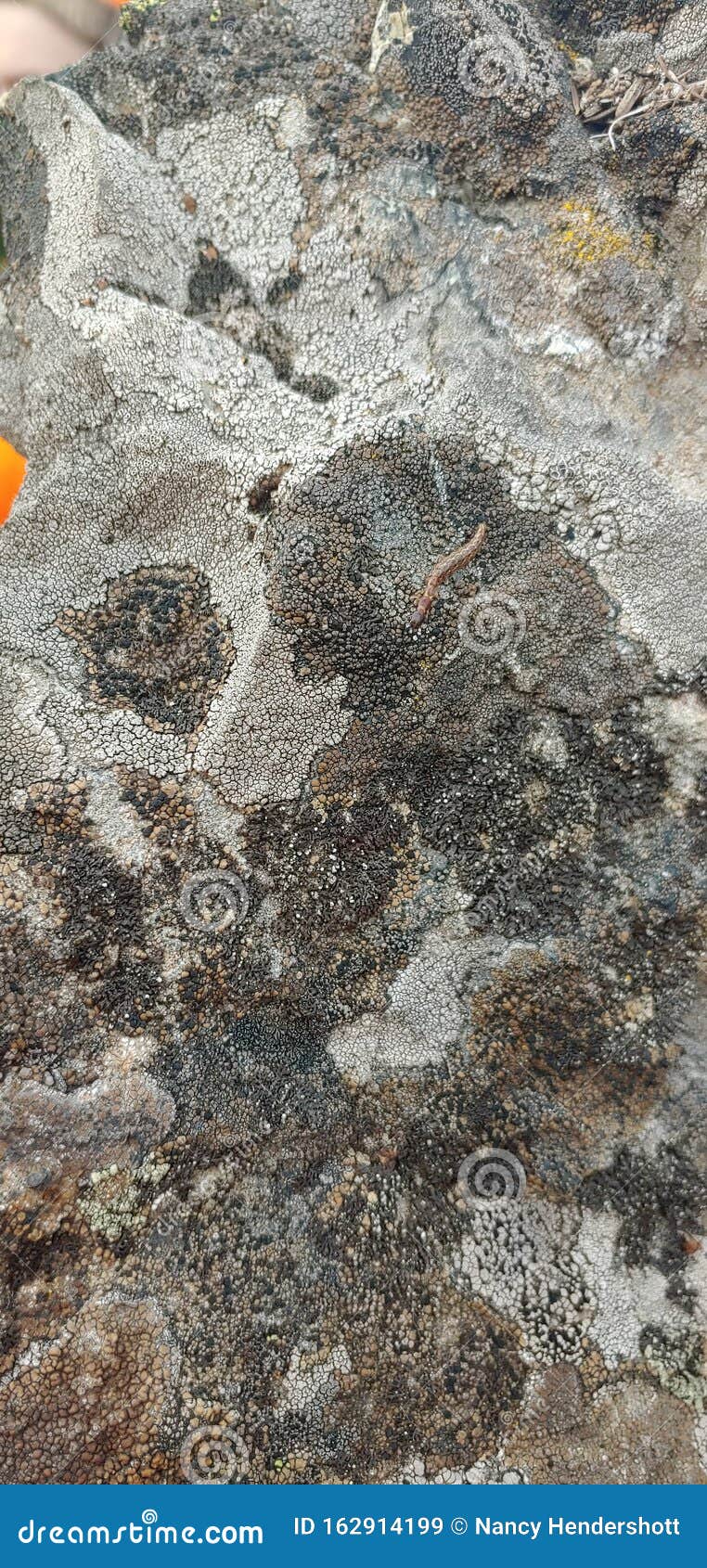 odd looking bug making it`s way across a lichen covered boulder
