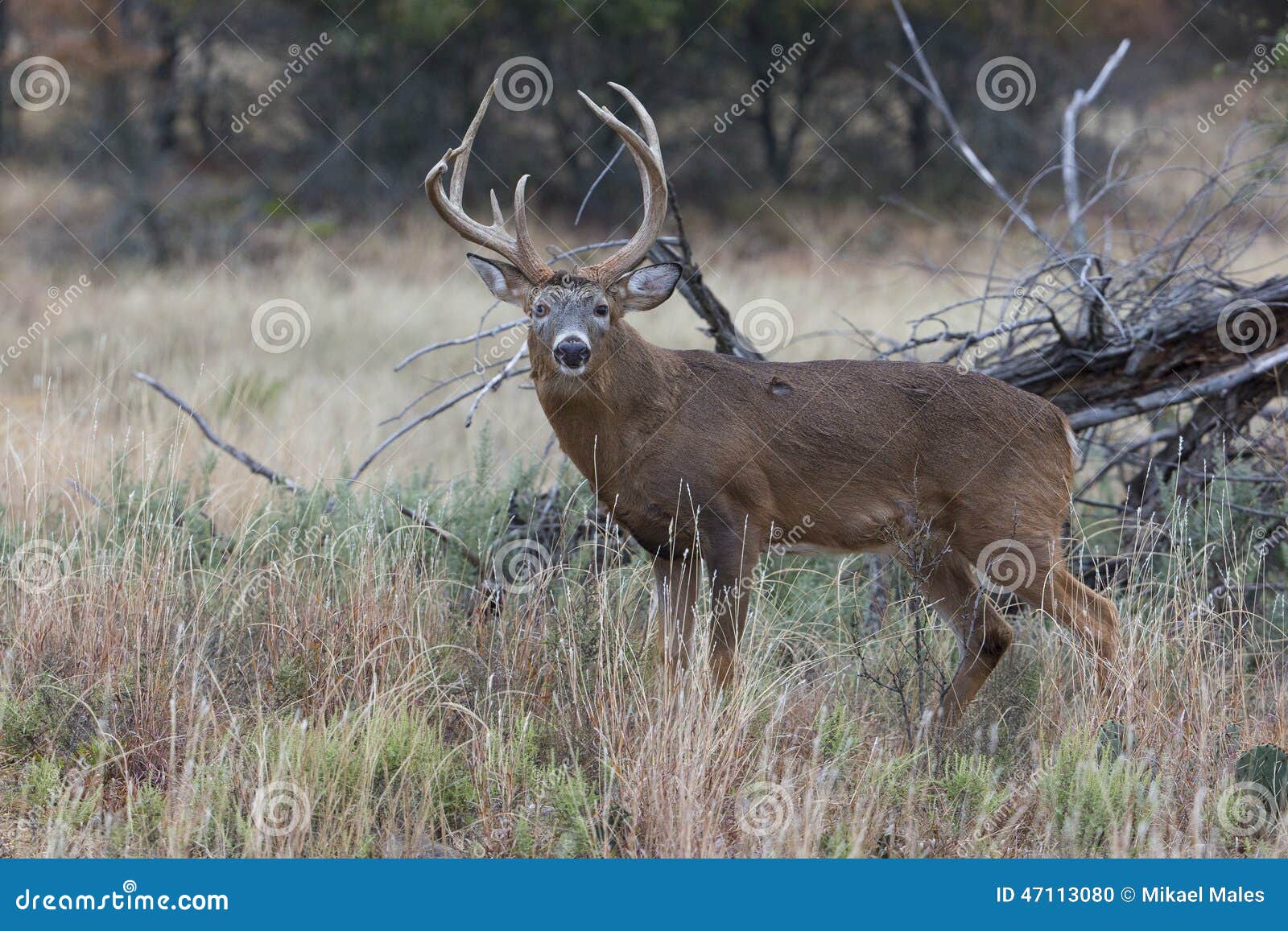 odd racked whitetail buck in profile