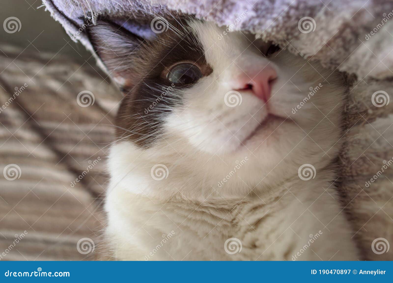 Oddly Looking Cat Hiding One Eye Behind Blanket Stock Image Image of lovable, resting 190470897