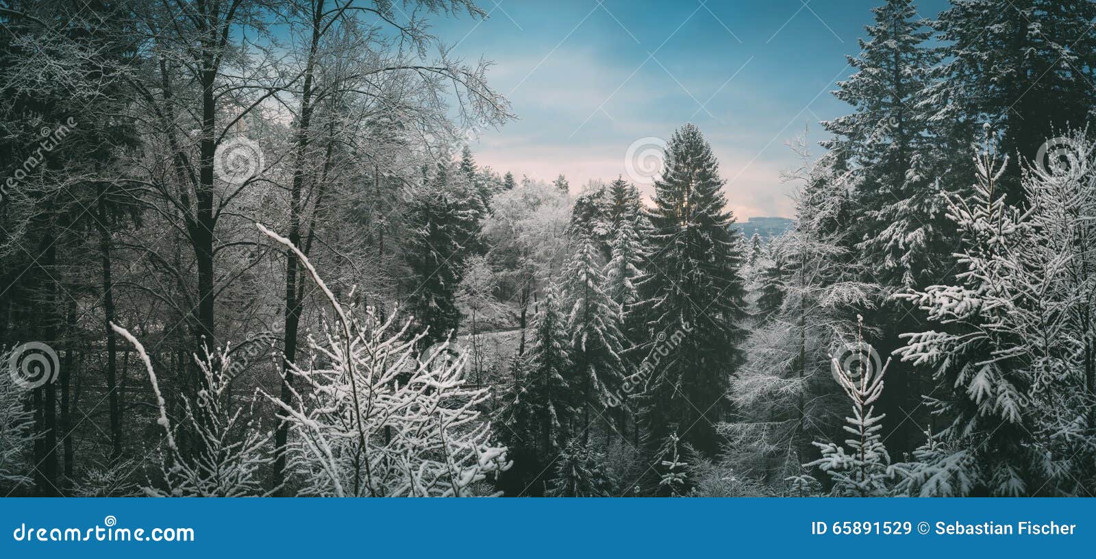 Odenwald skog i vinter. Frostigt landskap av den Odenwald skogen i vinter