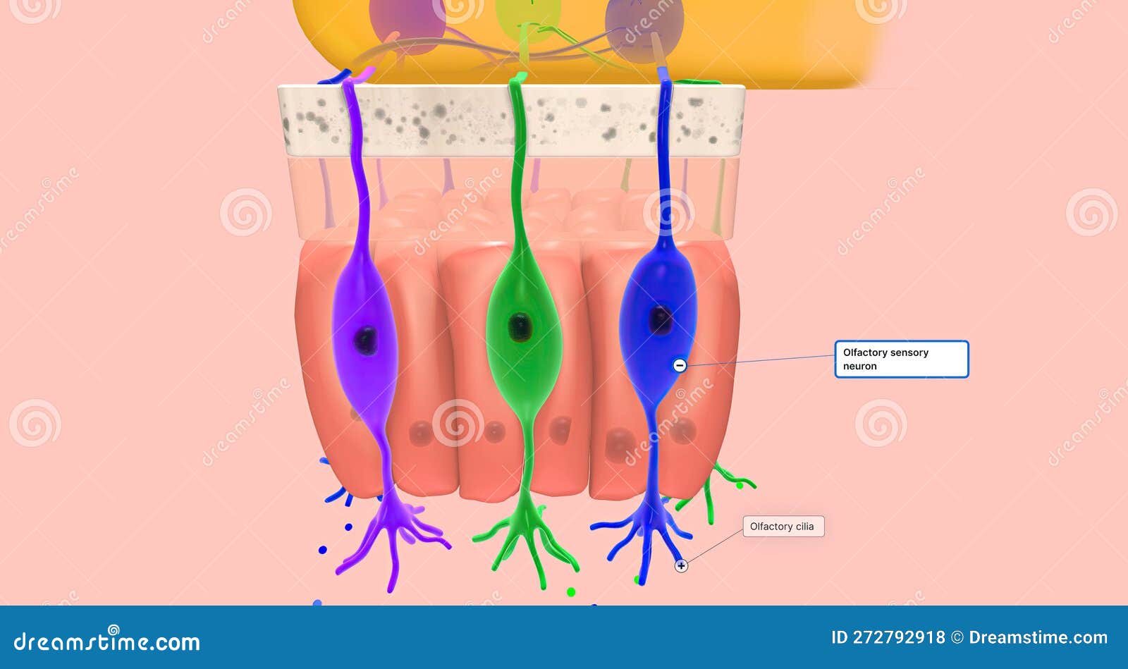 Odorant Molecules Bind To Receptors Located on the Cilia of Olfactory ...