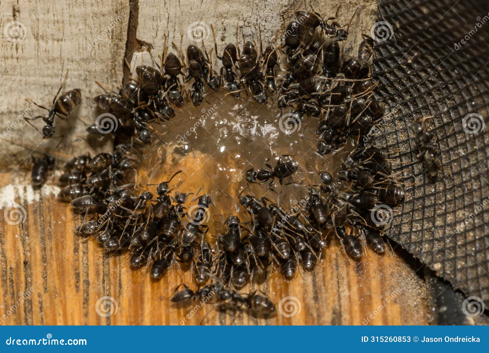 odorous house ants feeding on ant gel bait