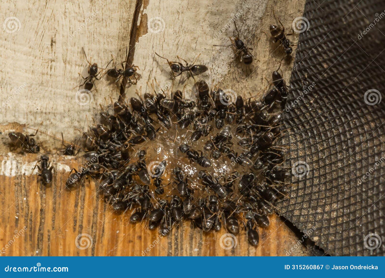 odorous house ants feeding on ant gel bait