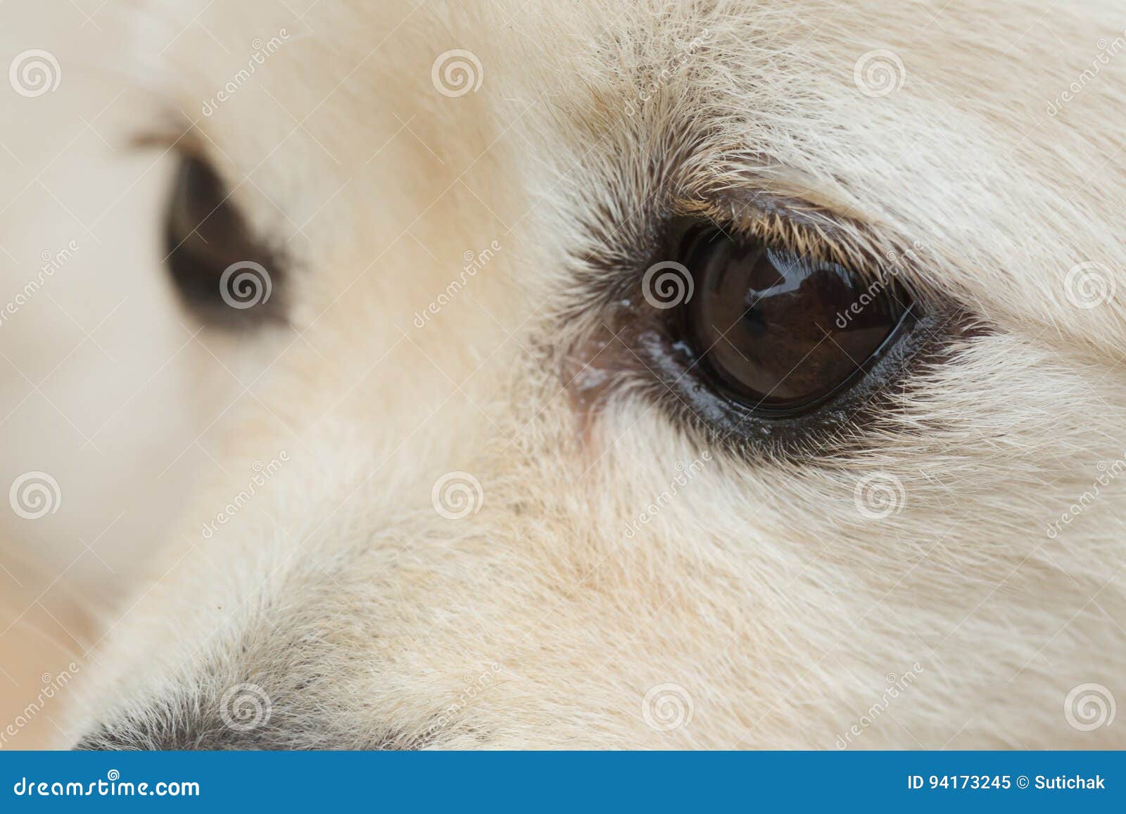 Oeil Au Beurre Noir Du Chien Blanc Image Stock Image Du