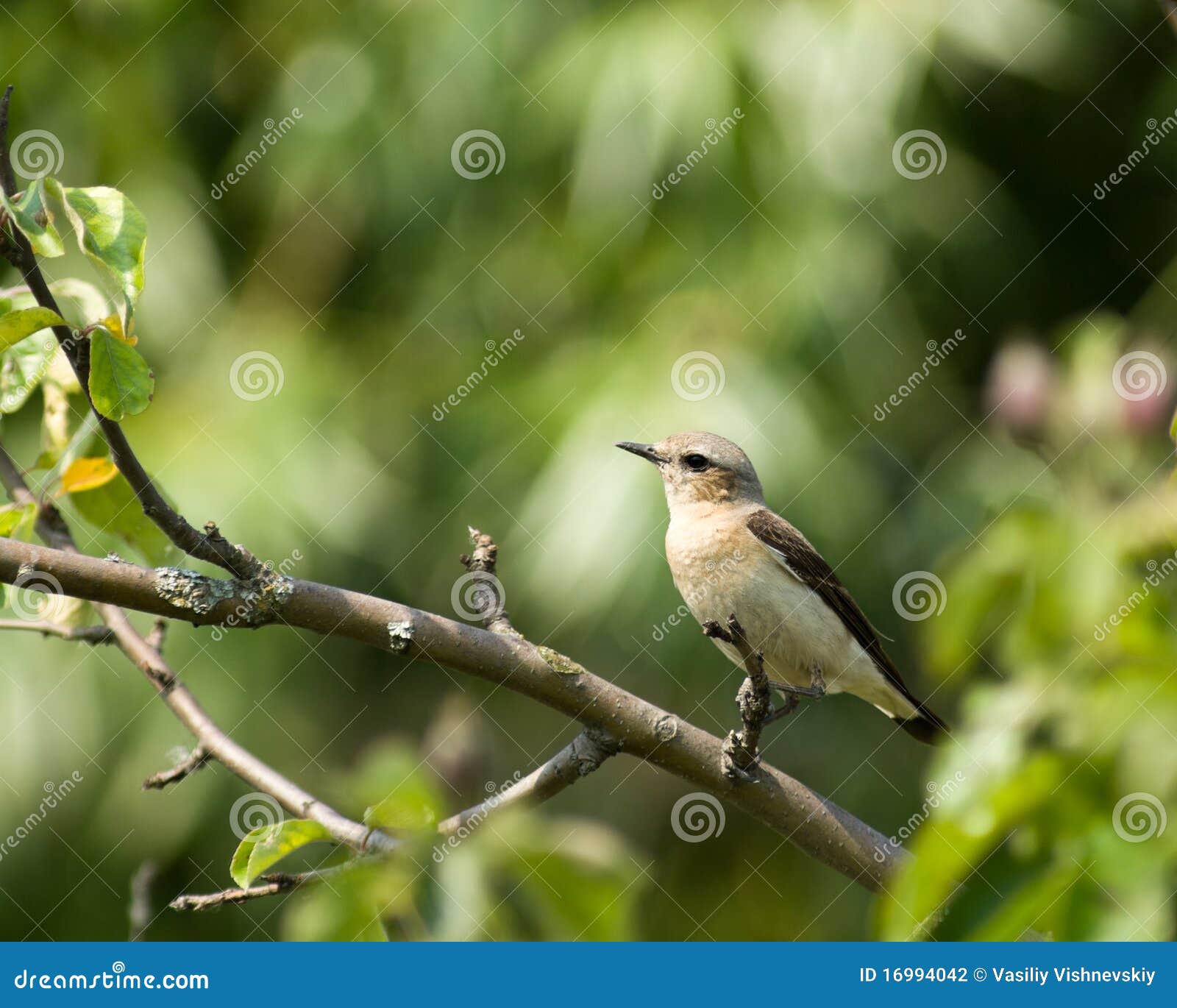 oenanthe oenanthe, wheatear