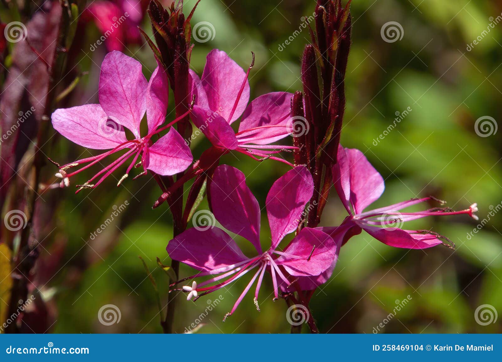 bright pink flowers of a oenothera lindheimeri or lindheimer`s beeblossom plant
