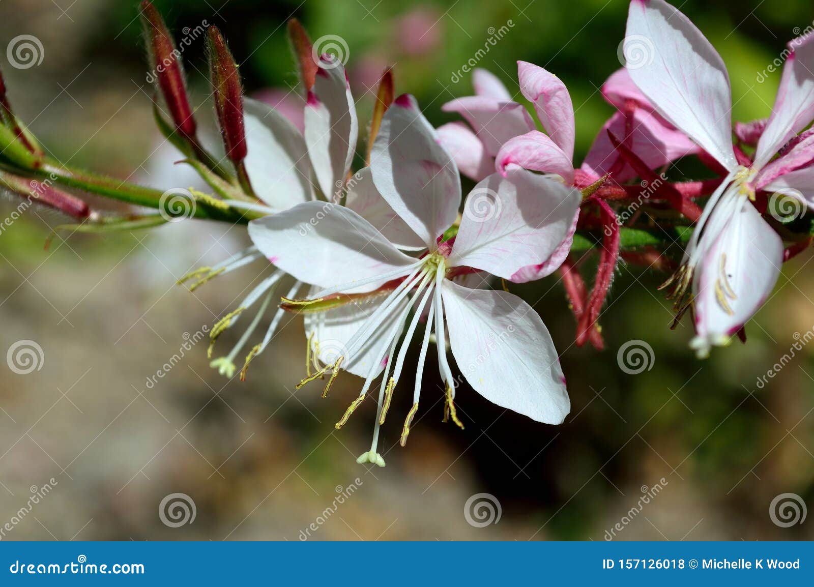 Oenothera Lindheimeri Sparkle White Variety Stock Photo Image Of Favorite Genus 157126018