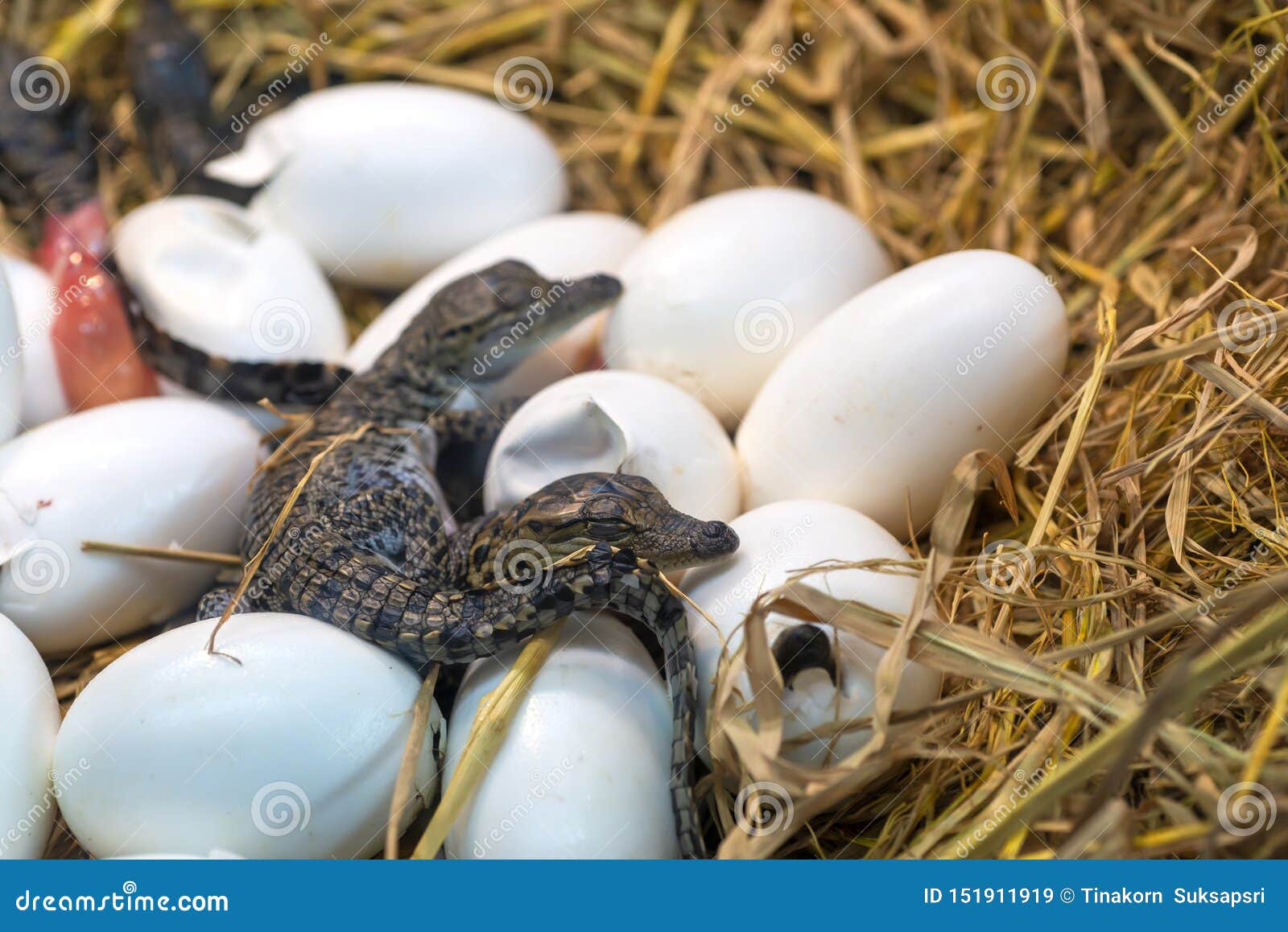 Oeufs A Couver Nouveau Nes D Incubation De Bebe De Crocodile Se Trouvant Sur La Paille Image Stock Image Du Dangereux Animal Oeufs A Couver Nouveau Nes D Incubation De Bebe De Crocodile Se Trouvant Sur La Paille Image Stock Image Du Dangereux Animal