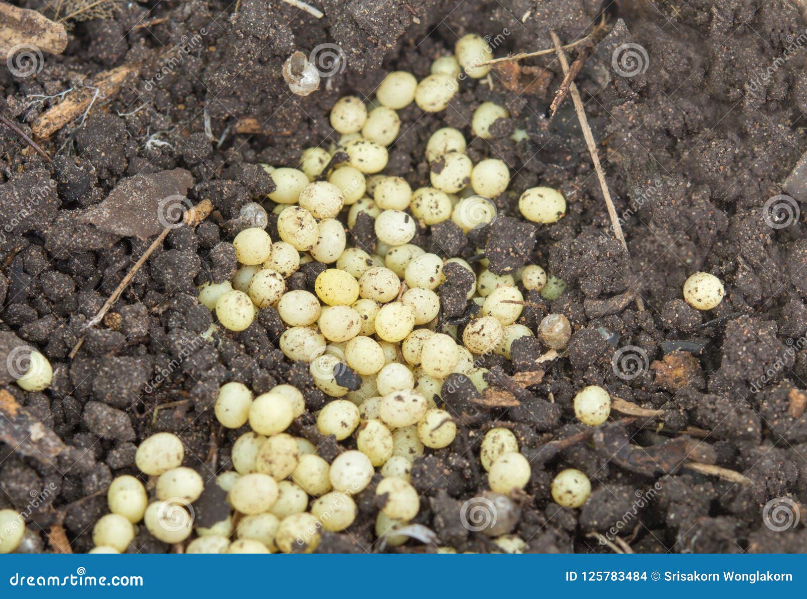 Oeufs D Escargot Dans La Coquille De Nature De Sol Photo Stock Image Du Animal Wallpaper