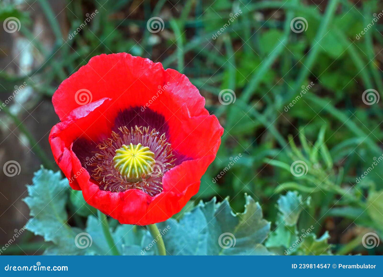 Offene Mohnblume Im Garten Im Frühling Stockbild Bild von